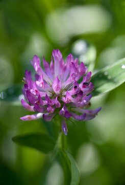 Meadow clover (Trifolium pratense) is ten centimeters to a meter tall, perennial, dicotyledonous herb of the legume family. Incorrectly called as red clover