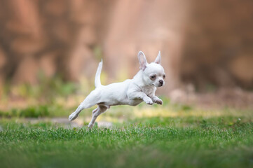 cheerful chihuahua puppy runs in the park