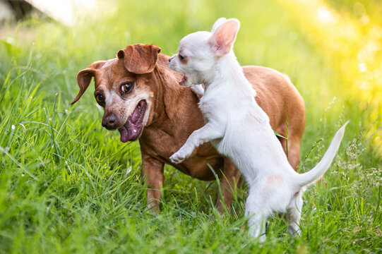 chihuahua puppy and dachshund mix have fun playing in the grass