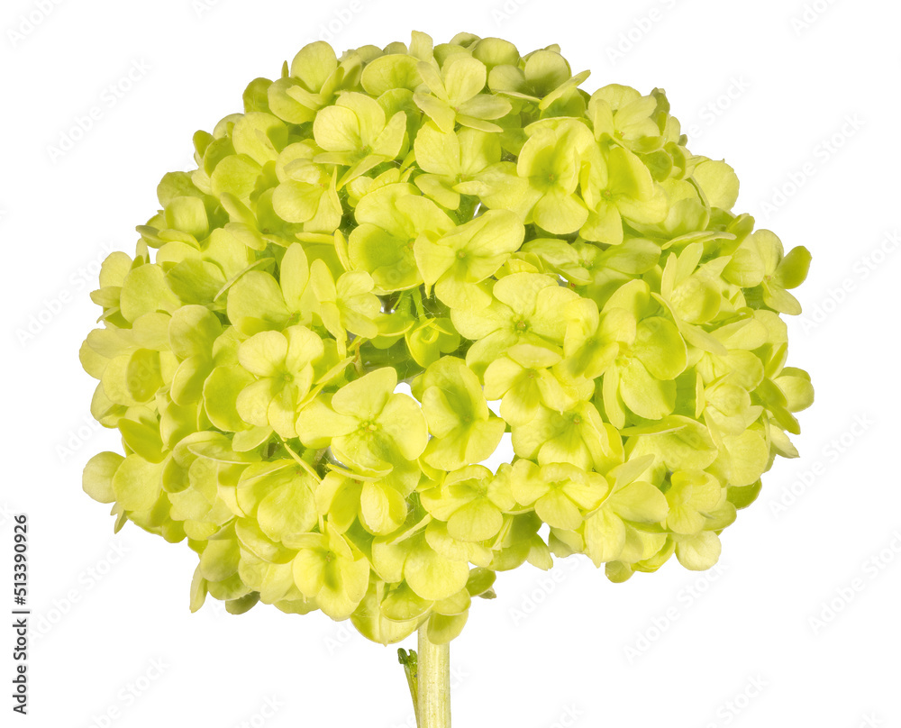 Sticker light yellow flower sphere isolated on white