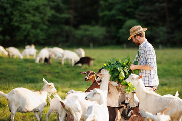 Male farmer feeding goats with fresh green grass on ecological pasture on a meadow. Livestock...