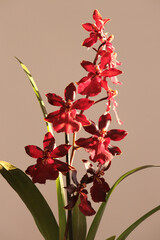 Red flowering Oncidium hybrid in the golden hour 