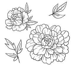 Painted peonies. A set of peonies in different stages of flowering. Peonies for a tattoo. Line art. Sketching. Elements for invitations. Card.