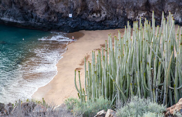 green cacti and beach in the background