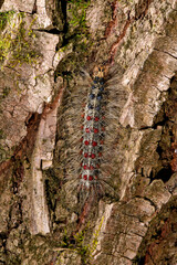 Schwammspinner-Raupe // caterpillar of the Gypsy moth (Lymantria dispar) - Skutarisee, Montenegro