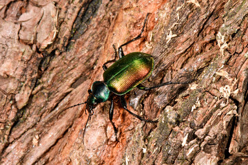 Lesser searcher beetle // Kleiner Puppenräuber (Calosoma inquisitor) - Lake Skadar, Montenegro