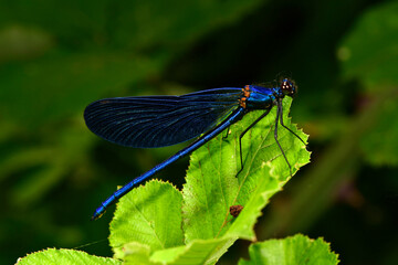 Beautiful demoiselle // Blauflügel-Prachtlibelle (Calopteryx virgo) - Lake Skadar, Montenegro