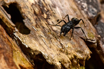 große Ameise (Cataglyphis cf. nodus) aus Griechenland // large ant (Cataglyphis cf. nodus) from...
