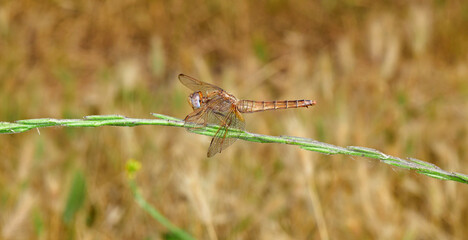 Feuerlibelle // Scarlet dragonfly (Crocothemis erythraea) - Skutarisee, Montenegro