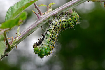 Small emperor moth // Kleines Nachtpfauenauge (Saturnia pavonia) - Montenegro