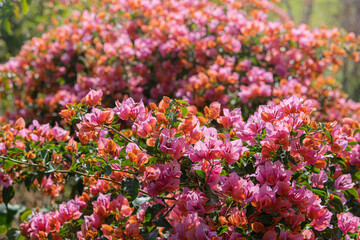 bougainvillea in bloom close-up. A popular plant for decorative purposes