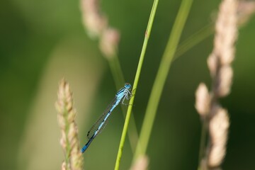 blue dragonfly on the grass