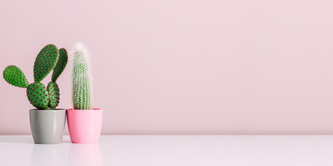 Closeup green cactus flower on pink  background, minimal concept