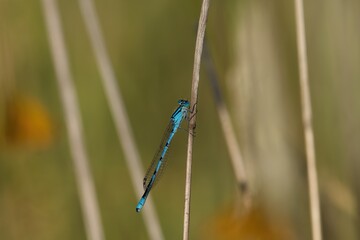 blue dragonfly on a branch
