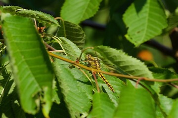 dragonfly on a leaf