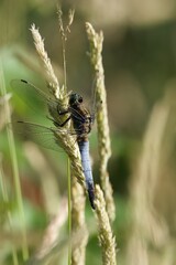 dragonfly on a twig