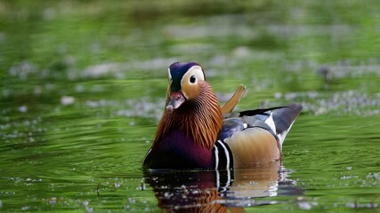 mandarin duck in the water