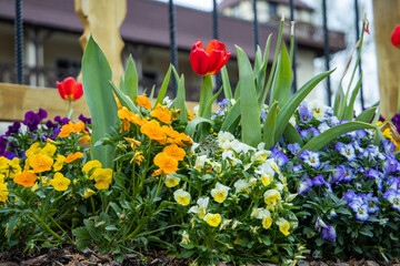 Obraz premium Tulips and other annuals coming up in the spring in dark mulch flower beds