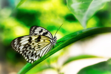 Closeup of the Beautiful Paper Kite Butterfly