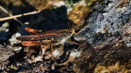 Common Field Grasshopper