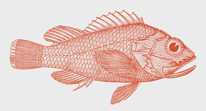 Pigmy scorpionfish sebastapistes fowleri, venomous marine fish in side view