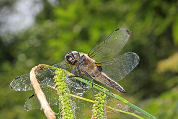 vista ventrale di una libellula (Libellula fulva - maschio)