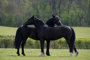 two horses on a meadow