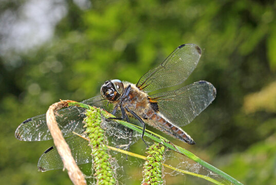 vista ventrale di una libellula (Libellula fulva - maschio)