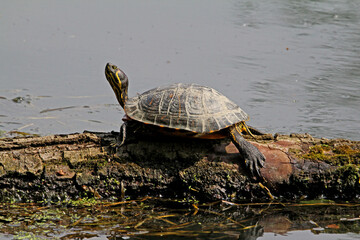 Fototapeta premium le tartarughe americane (Trachemys scripta) si stanno purtroppo diffondendo anche nei nostri fiumi