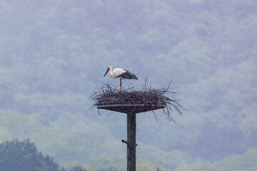 営巣するコウノトリ