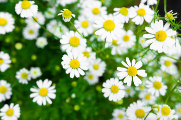 Flowering of medicinal chamomile on the field, close-up of flowers and green succulent leaves, top view. Alternative medicine, homeopathy and herbalism.