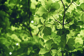 chestnut leaves in bright sunlight backlit. High quality photo