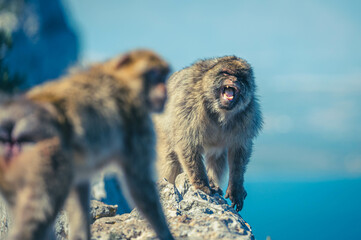 Berberaffen in Gibraltar