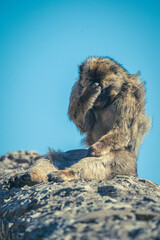 Berberaffen in Gibraltar