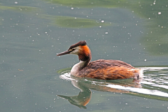svasso maggiore (Podiceps cristatus)