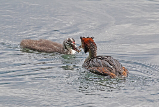 uno svasso maggiore (Podiceps cristatus) ha portato un gamberetto al suo piccolo