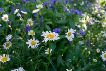 Lawn with daisies, summer garden