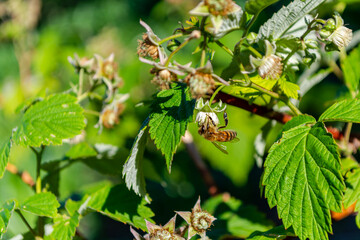 A bee on a raspberry flower.