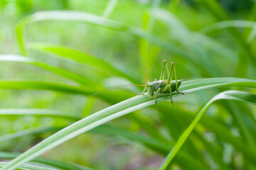 Green grasshopper insect on a long leaf.