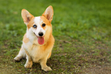 obedience, education welsh corgi with different eyes color. heterochromia of the iris in an animal. obedient dog training, following command to sit. copy space, text