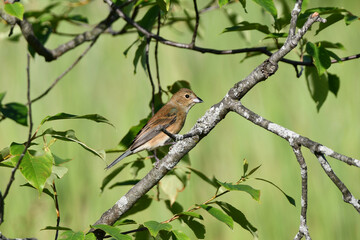 Female Indigo Bunting bird sits perched in a tree