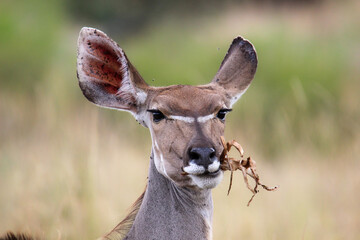 Kudu cow eating some plants, Kruger National Park, South Africa