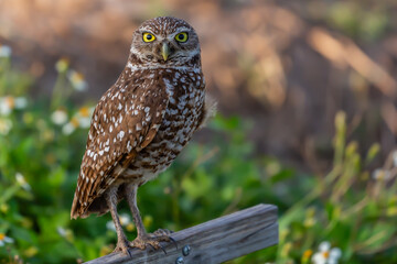 Burrowing Owl