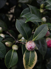 camelia hips in the garden