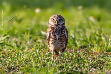 Burrowing Owl