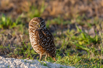 Burrowing Owl
