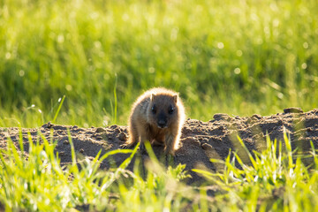 Little marmot on the sand against the background of grass