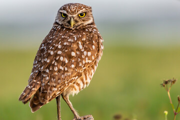 Obraz premium Burrowing Owl