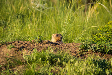 Little marmot on the sand against the background of grass