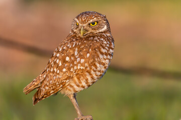 Burrowing Owl